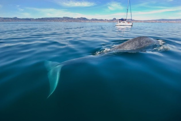 Three-quarters of the world’s primary fisheries have been overexploited and are in danger of becoming dead zones. Photo credit: Robert Harding