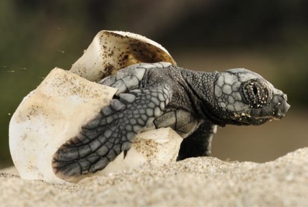 hatching loggerhead
