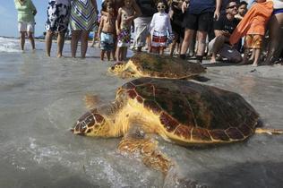 loggerheads