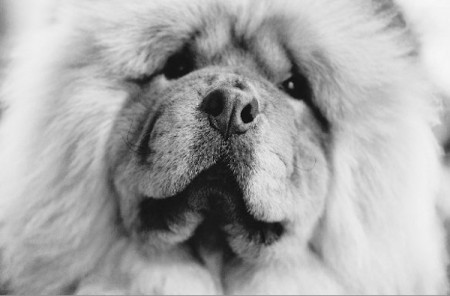 Pets, life with pets, dogs, cute dogs, chow chows, Georgia O'Keeffe