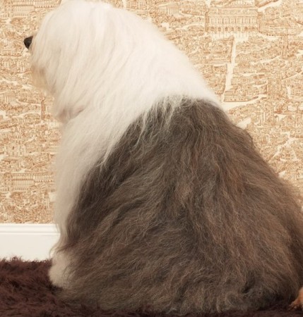 Pets, life with pets, dogs, cute dogs, The Beatles, Paul McCartney
