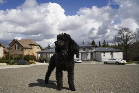 Pets, life with pets, dogs, french poodle, John Steinbeck