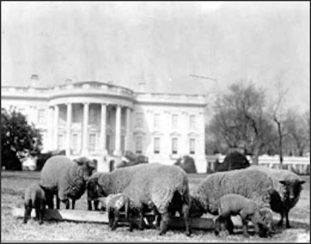 Pets, life with pets, Woodrow Wilson, Past presidents, sheep