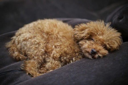 Pets, life with pets, dogs, cute dogs, poodle, Norah Jones