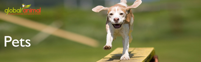 kallie Pets_beagle