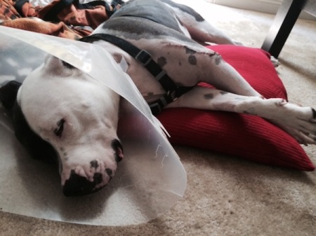 Pitbull, dog, dogs, pictures, injured dogs, dog cone