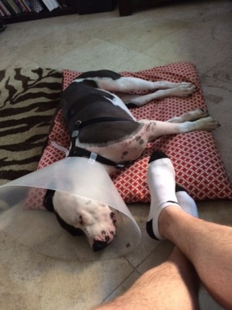 Pitbull, dog, dogs, pictures, injured dogs, dog cone