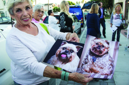 Vicki Young, whose dog Winda was snatched and killed by a coyote from inside her home, says that a solution to the growing problem is long overdue./Photo credit: Harold Pierce / HB Independent