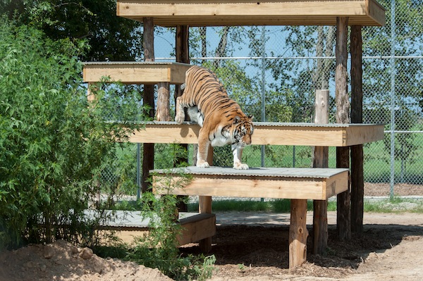 Tigers, Big Cats, Zoo Animals, Animal Sanctuary