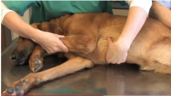 A vet gives CPR to a dog. Photo Credit: YouTube