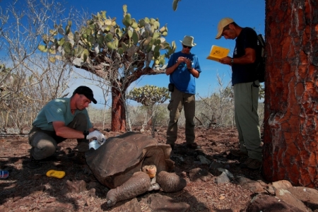 Conservationists no longer need to keep the giant tortoises in captivity. Photo credit: Nature World News