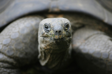 The Espanola giant tortoise can live over 100 years. Photo credit: Time
