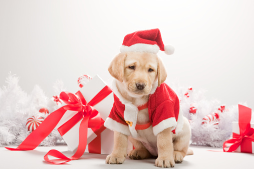 Why Puppies Don’t Make The Perfect Gift