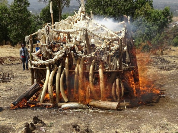 Ethiopia today joined ten other governments that have destroyed all or part of their ivory stockpiles. Photograph by and courtesy of Zeleke Tigabe Abuhay/African Wildlife Foundation.