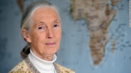 Jane Goodall advocates that animals at SeaWorld have emotions just like ours. Photo credit: Getty Images