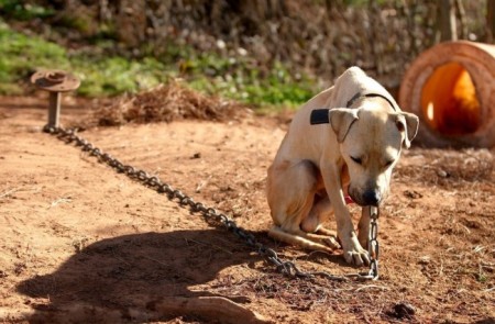 In this cruel blood sport, dogs are forced to fight and left to die. Photo Credit: TheDoDo