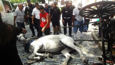 A horse collapses in San Juan because it collided with a car. Photo credit: Their Turn