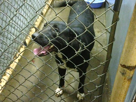 Each day, more guardians are being reunited with their furry friends. Photo credit: CBS DFW