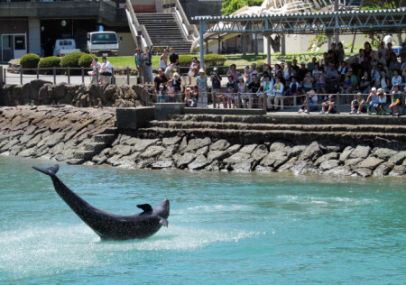Visitors watch a dolphin perform at the Taiji Whale Museum. Photo credit: Yuzuru Yoshikawa/Bloomberg