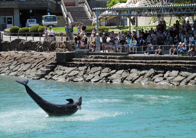 Japan Zoos Ditch Captured Dolphins, But Will Taiji Hunts Continue? Visitors watch a dolphin perform at the Taiji Whale Museum. Photo credit: Yuzuru Yoshikawa/Bloomberg