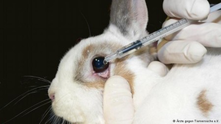 Millions of animals are used for animal testing each year. Photo credit: DW.com