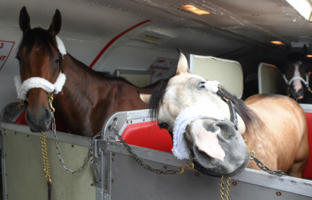 American Pharoah and Smokey on their way to Belmont Park on June 2. Photo Credit: www.thoroughbredracing.com