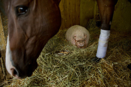 Charlie the pig with Belmont race horse Strong Impact. Photo Credit: New York Times