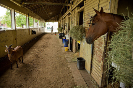 Fudgie the goat comforts several race horses. 