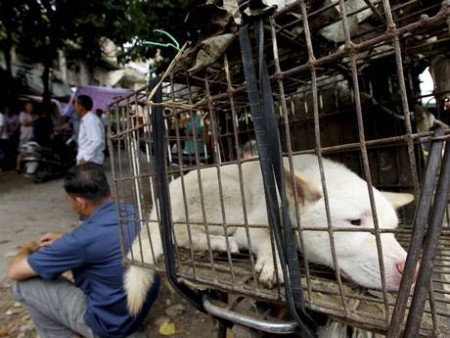 Photo Credit: AP Photo/Humane Society International, File)