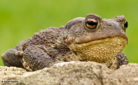 Toads may gather into groups before a quake occurs. Photo credit: BBC Nature