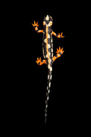 Photo Credit: Joel Sartore