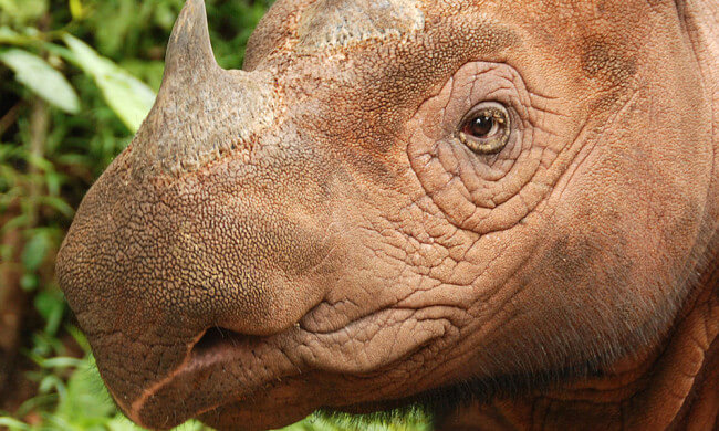 Fewer than 100 Sumatran rhinos remain in the wild. Photo Credit: World Wild Life Foundation