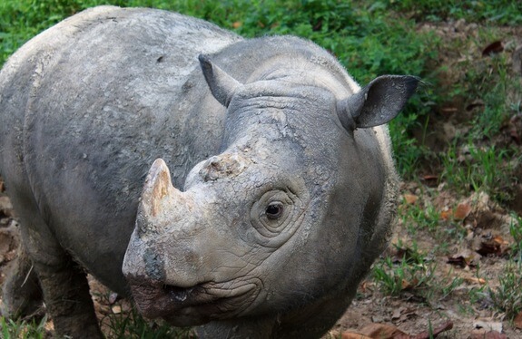Poaching is a major cause of rhino population decline. Photo credit: Rasmus Gren Havmøller