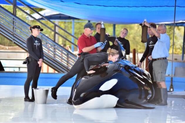 Unna, an 18-year-old killer whale at SeaWorld in San Antonio, Texas, died Monday from a rare fungal infection, park officials announced. Photo Credit: SeaWorld