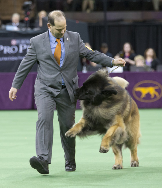 Sam Mammano shows Dario, a Leonberger, in the ring during the working group competition at the 140th Westminster Kennel Club dog show, Tuesday, Feb. 16, 2016, at Madison Square Garden in New York. Photo Credit: AP Photo/Mary Altaffer