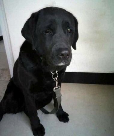 Guide dog Qiaoqiao in a recent photo. Photo Credit: Tian Fengbo