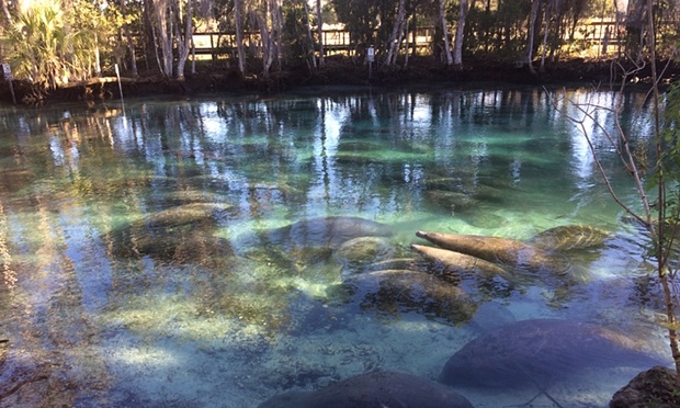 Three Sisters Springs in Florida where large numbers of manatees are gathered. Photo Credit: Cynthia Moore via The Guardian