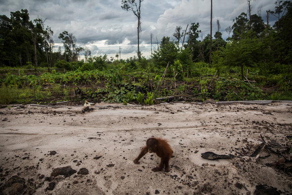 A 3-year-old orangutan named Otong, believed to have been left orphaned and homeless after last year's fires, is being cared for at an Indonesian center. Photo Credit: New York Times