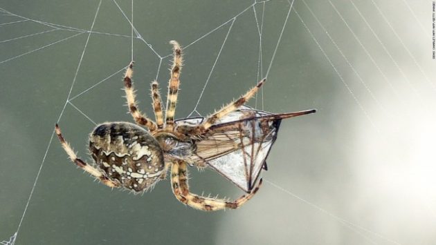The Golden Orb Weaver produces seven types of silk for its web. Photo Credit: CNN