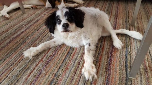 Mojo adjusting to Rachel's home. Photo Credit: Rachel Bryant via The Dodo