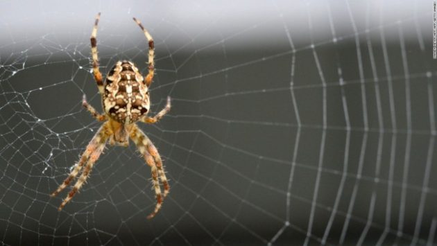 Spider silk is stronger than steal and is being channeled for a number of medical and technological uses. Photo Credit: CNN