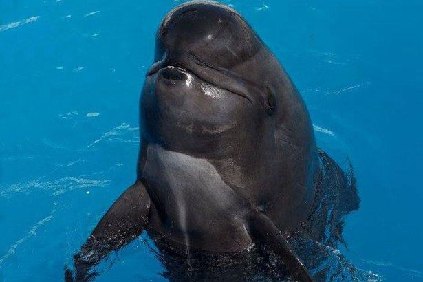 Captivity Kills: SeaWorld’s Beloved ‘Bubbles’ Dies