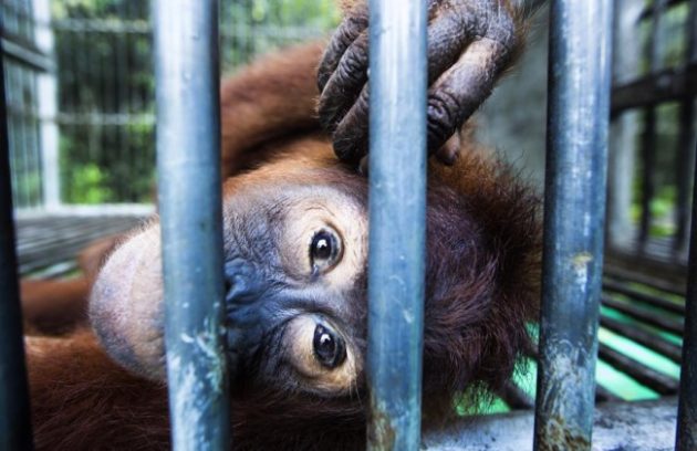 Looking into the emotional eyes of this young orangutan, it is difficult to comprehend how we could knowingly cause the destruction of such a human-like creature. Photo Credit: Paul Hilton/Instagram via One Green Planet