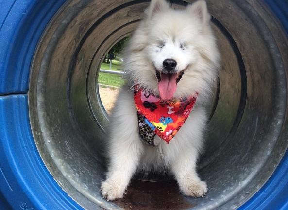 Photo Credit: Instagram.com/The.Fluffy.Duo