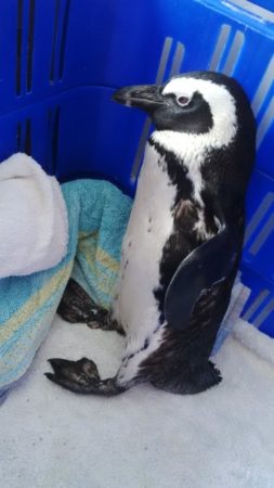 Photo Credit: Southern African Foundation for the Conservation of Coastal Birds (SANCCOB)
