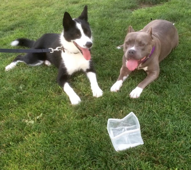 lulu-plays-with-other-dog-friends-in-the-yard