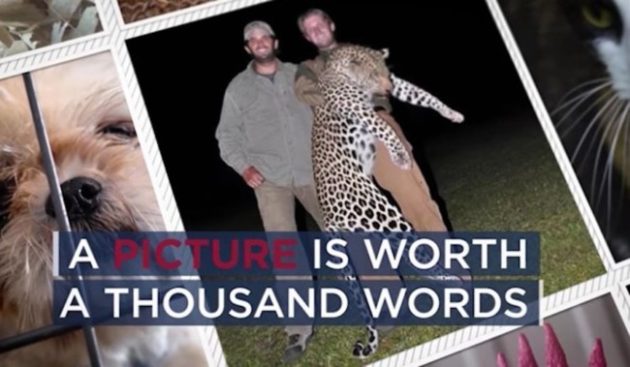 A new ad released by the Humane Society Legislative Fund warns that a Donald Trump presidency “would be a threat to animals everywhere.” Photo Credit: Humane Society Legislative Fund