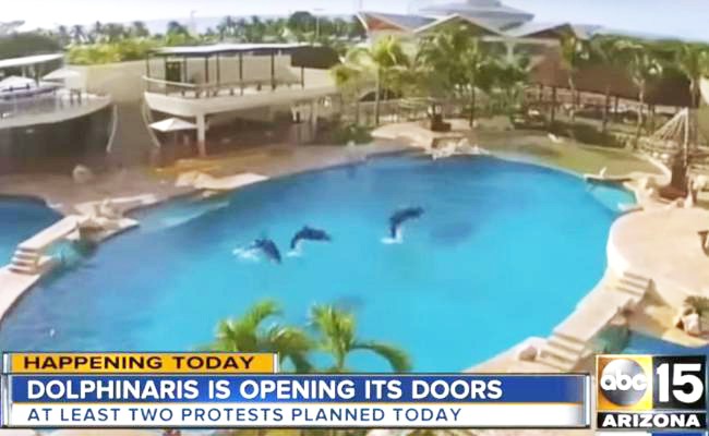 A Nightmare For Dolphins Shipped To The Desert For New Tourist Attraction