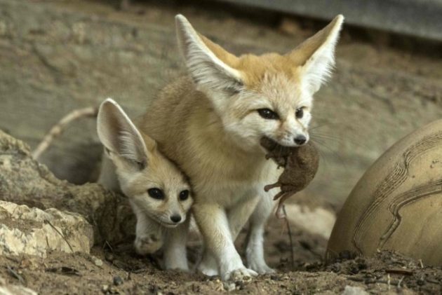 A seven-week old fennec fox (Vulpes zerda) and his mother with a mouse in her mouth at the Ramat Gan Safari zoo, on November 6, 2016. Photo Credit: Jack Guez / AFP
