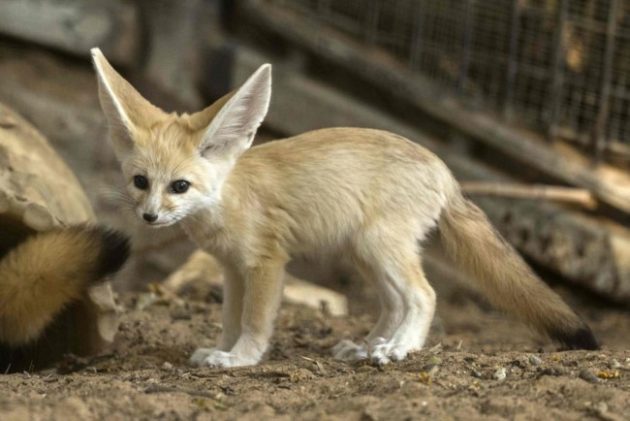 A seven-week old fennec fox (Vulpes zerda) at the Ramat Gan Safari zoo, on November 6, 2016. Photo Credit: Jack Guez / AFP